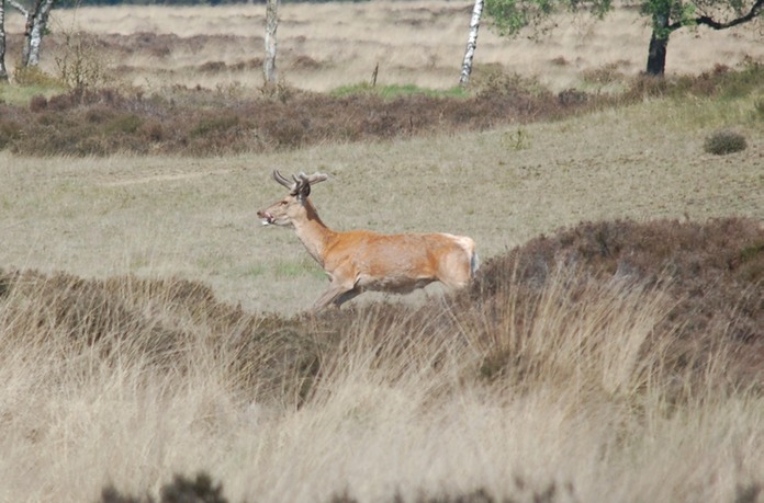 DSC_6050 - versie 2